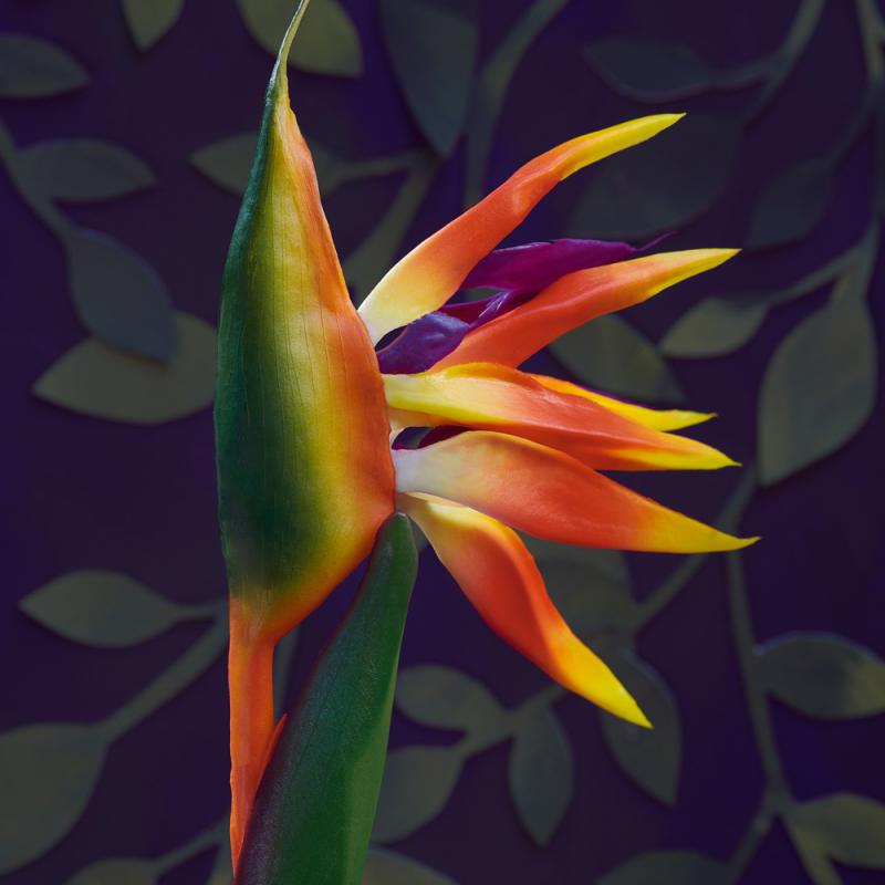 COLORBOND® steel. Colours of Australia.  Flatlay Inspiration, Australian Bird of Paradise