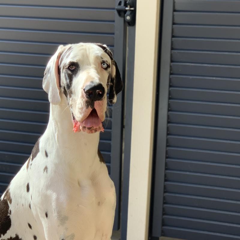 Alison from Brighton, QLD loves COLORBOND® steel. Dog in front of Fencing made from COLORBOND® steel in colour Ironstone®